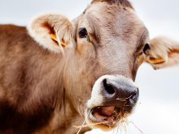 Las autoridades estadounidenses indicaron que las importaciones del ganado mexicano estarán sujetas al cumplimiento del plan de acción conjunta, y los animales serán sometidos a una inspección en Estados Unidos para evitar el paso de larvas. ESPECIAL / CANVA