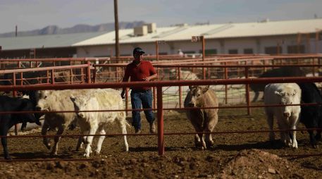 El Departamento de Agricultura de Estados Unidos anunció la reapertura gradual, a partir del 24 de agosto, de la importación de ganado de MexiÉo, suspendida debido a la presencia del gusano barrenador. SUN
