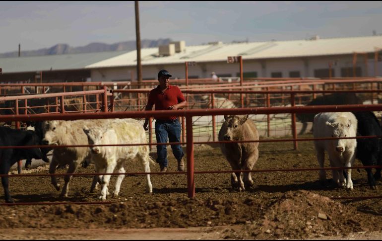 El Departamento de Agricultura de Estados Unidos anunció la reapertura gradual, a partir del 24 de agosto, de la importación de ganado de MexiÉo, suspendida debido a la presencia del gusano barrenador. SUN