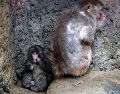 El macaco japonés Punch, que se viralizó por su peluche de consuelo tras ser rechazado por su madre, junto a un macaco adulto en una foto de archivo cuando tenía siete meses. EFE/F. ROBICHON