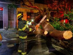 Los árboles caídos se registraron en las calles Othón Cáceres Blanco y Julián Granado, Mesa Central y Sierra Mojada, entre otras. CORTESÍA
