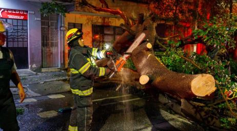 Los árboles caídos se registraron en las calles Othón Cáceres Blanco y Julián Granado, Mesa Central y Sierra Mojada, entre otras. CORTESÍA