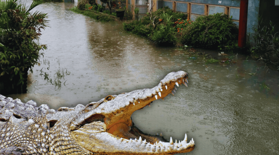 El aumento paulatino de los niveles en los cuerpos de agua del municipio es el principal factor que impulsa a estos animales a salir de sus hábitats naturales. ESPECIAL / CANVA