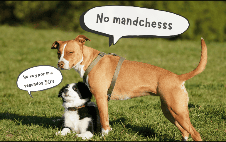 Aunque todas las razas envejecen, los perros pequeños lo hacen a un ritmo más lento. ESPECIAL/Canva