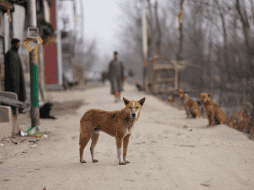 Antes de integrar un perro a la familia, es importante considerar el tiempo, el espacio y los recursos necesarios. CANVA