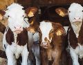 Con las moscas estériles se busca acelerar el control y la erradicación de la plaga que ha afectado la exportación de ganado desde finales de 2024. Unsplash
