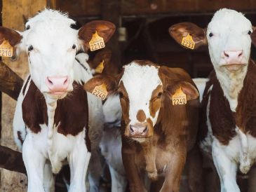 Con las moscas estériles se busca acelerar el control y la erradicación de la plaga que ha afectado la exportación de ganado desde finales de 2024. Unsplash
