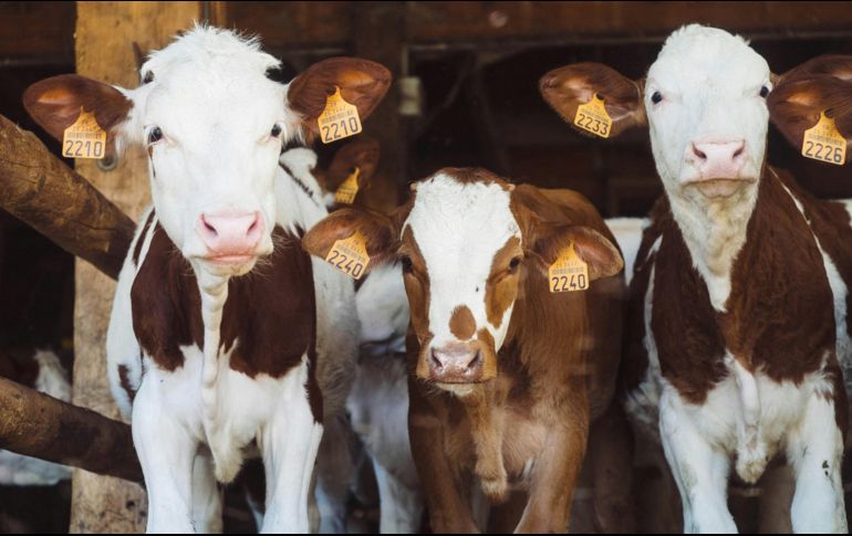 Con las moscas estériles se busca acelerar el control y la erradicación de la plaga que ha afectado la exportación de ganado desde finales de 2024. Unsplash