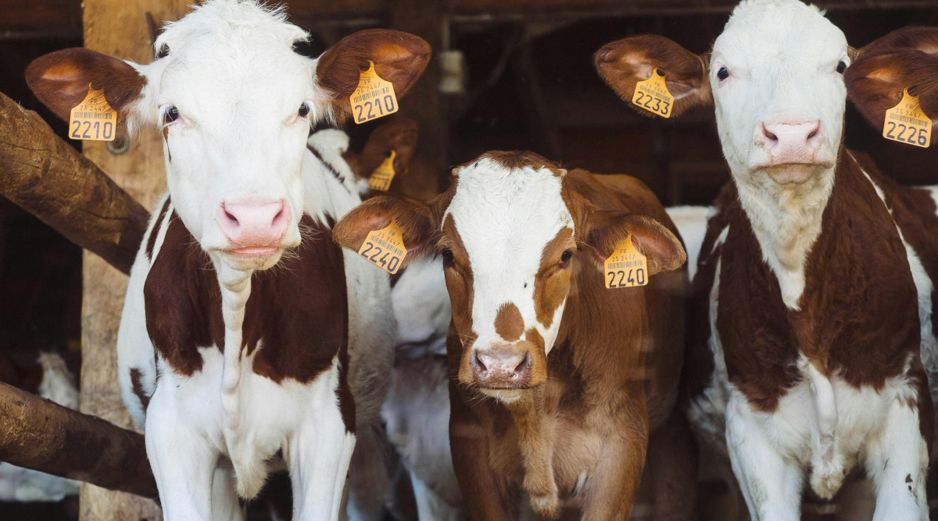 Con las moscas estériles se busca acelerar el control y la erradicación de la plaga que ha afectado la exportación de ganado desde finales de 2024. Unsplash