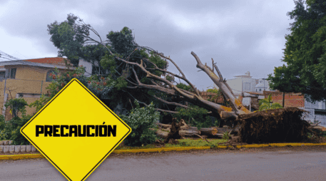 Sin un anclaje firme y con el suelo reblandecido, basta una ráfaga de viento arrachado para derribar toneladas de madera. EL INFORMADOR / J. Martínez