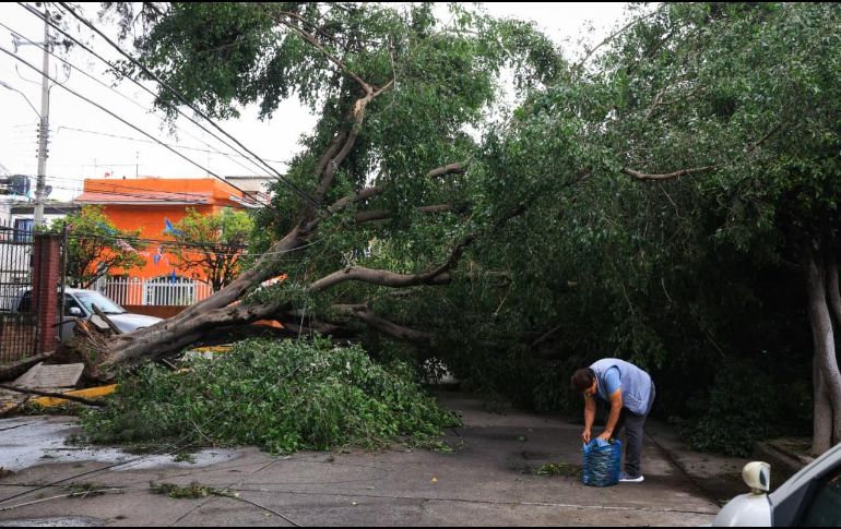 Aunque un árbol puede parecer sano a simple vista, existen indicadores que advierten que su estructura ha perdido estabilidad y representa un peligro. EL INFORMADOR/J. Acosta