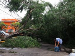 Aunque un árbol puede parecer sano a simple vista, existen indicadores que advierten que su estructura ha perdido estabilidad y representa un peligro. EL INFORMADOR/J. Acosta