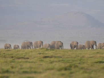 Aunque no existen evidencias, existe el temor de que el mal que afectó a los elefantes sea contagioso para los humanos. AP/ARCHIVO
