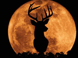 La Luna del Ciervo marca un punto interesante en el calendario astronómico de este año, pues según datos recientes, esta luna llena es la octava de las 13 que ocurrirán durante todo el 2026. CANVA