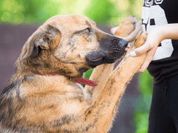 Es importante recordar que los perros no suelen actuar por rencor. La mayoría de las veces, estas conductas reflejan miedo, inseguridad, falta de confianza o una experiencia previa negativa. CANVA