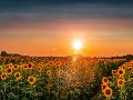 Descubre el nuevo campo de girasoles gigante cerca de Guadalajara. Conoce los horarios, precios, ubicación y todo lo que incluye esta experiencia natural. Unsplash