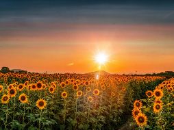 Descubre el nuevo campo de girasoles gigante cerca de Guadalajara. Conoce los horarios, precios, ubicación y todo lo que incluye esta experiencia natural. Unsplash