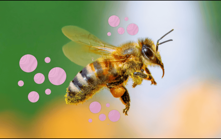 Este trabajo demuestra cómo la comunicación química ayuda a los individuos a decidir cuándo vale la pena cooperar, ofreciendo perspectivas relevantes para la biología evolutiva y el comportamiento animal. CANVA