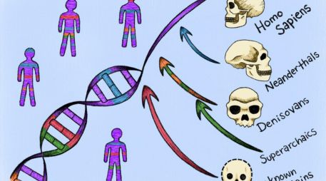 Uno de los ancestros desconocidos, se cruzó con humanos modernos en África hace más de 50 mil años, antes de la migración más reciente del Homo sapiens hacia Europa y Asia. EFE / M. Marohn