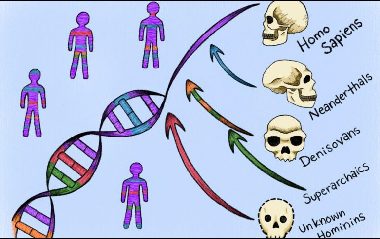 Uno de los ancestros desconocidos, se cruzó con humanos modernos en África hace más de 50 mil años, antes de la migración más reciente del Homo sapiens hacia Europa y Asia. EFE / M. Marohn