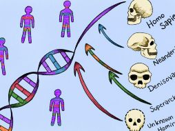 Uno de los ancestros desconocidos, se cruzó con humanos modernos en África hace más de 50 mil años, antes de la migración más reciente del Homo sapiens hacia Europa y Asia. EFE / M. Marohn