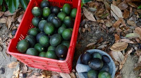 Productores de aguacate de Jalisco buscan abrir el mercado de Corea mientras anuncian el Congreso del Aguacate 2026. CORTESÍA.