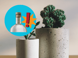 Para aprovechar los corchos en tus plantas, puedes aplicar diferentes técnicas según tu necesidad. UNSPLASH / B. DONALD / UNSPLASH / F. MARRIAGE