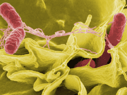 Los Centros para el Control y la Prevención de Enfermedades (CDC) estiman que cada año se reportan entre 150 y 200 infecciones por Vibrio vulnificus en Estados Unidos. CANVA