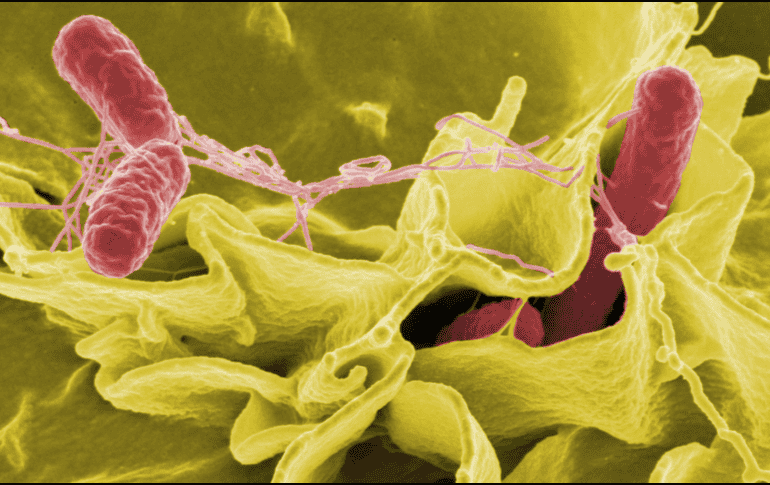 Los Centros para el Control y la Prevención de Enfermedades (CDC) estiman que cada año se reportan entre 150 y 200 infecciones por Vibrio vulnificus en Estados Unidos. CANVA