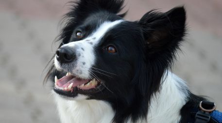 Conoce a las cinco razas de perros que destacan por su inteligencia, lealtad e instinto protector, ideales para resguardar tu hogar y familia. ESPECIAL/PEXELS