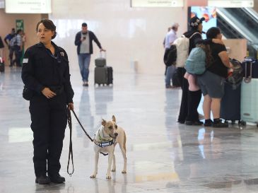 Ante el actual panorama sanitario, la Agencia de Sanidad, Inocuidad y Calidad Agroalimentaria en Jalisco fortaleció la revisión de mascotas de compañía debido a la presencia del gusano barrenador. ESPECIAL/Secretaría de Agricultura y Desarrollo Rural