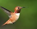 Descubre qué significa la visita de un colibrí en tu hogar durante agosto de 2026. ESPECIAL/PIXABAY