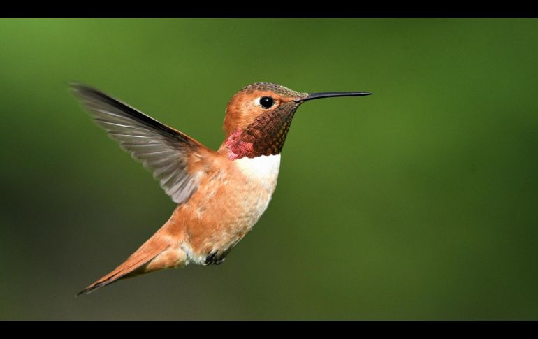 Descubre qué significa la visita de un colibrí en tu hogar durante agosto de 2026. ESPECIAL/PIXABAY