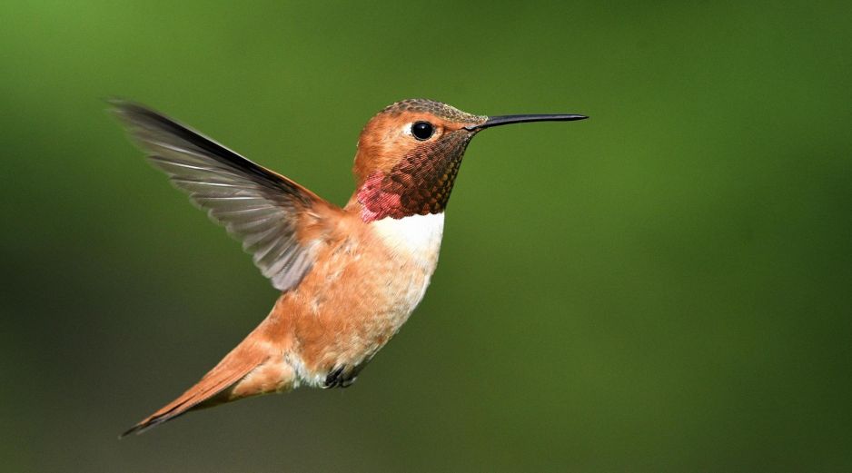Descubre qué significa la visita de un colibrí en tu hogar durante agosto de 2026. ESPECIAL/PIXABAY