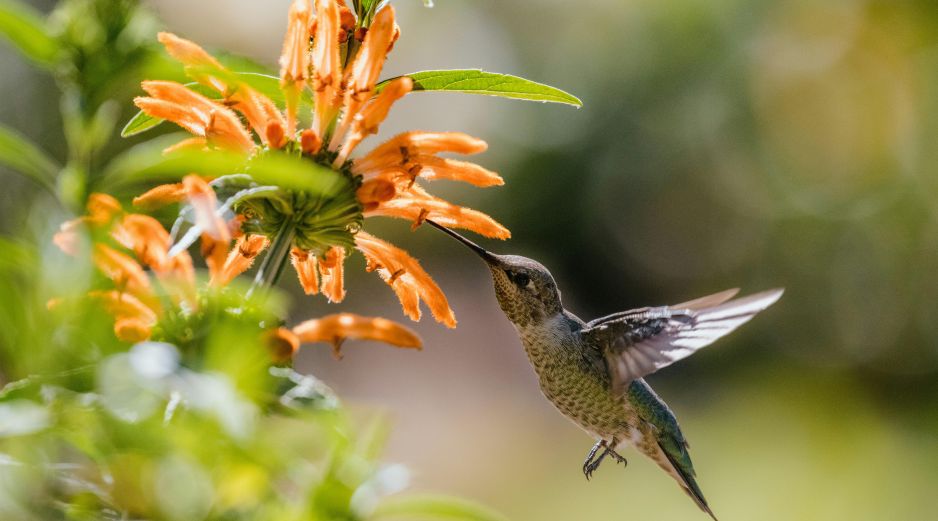 La visita de un colibrí en agosto de 2026 trae consigo un mensaje de vitalidad y éxito según el Feng Shui. Conoce cómo aprovechar esta energía positiva en tu hogar. Unsplash
