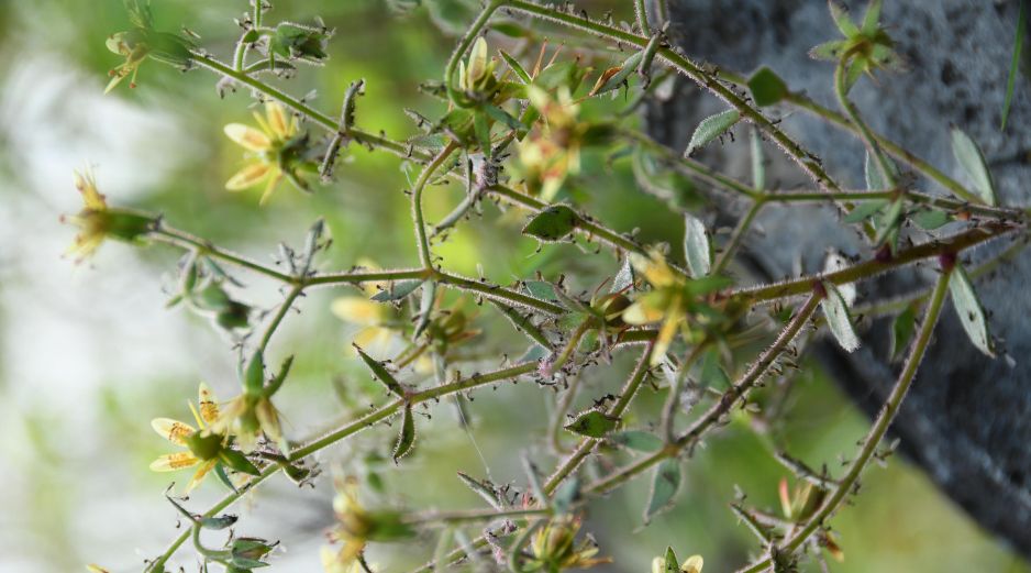 Darwin realizó múltiples experimentos: alimentó a las plantas con infusiones de carne cruda y soluciones de sales de amoníaco observando cuidadosamente sus reacciones. EFE / X. Zhang/Academia China de Ciencias