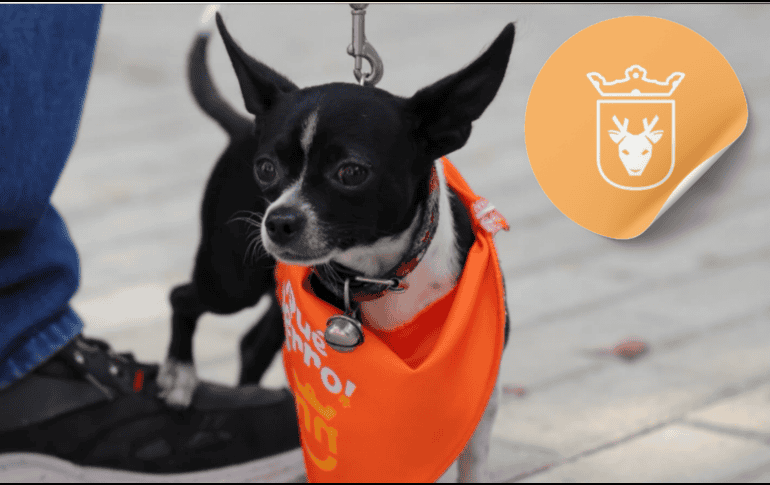 Vacunar a una mascota no solo mejora su calidad de vida, sino que también te permite disfrutar de su compañía por mucho más tiempo. ESPECIAL/ Facebook/ Protección Animal Zapopan/ Juan José Frangie