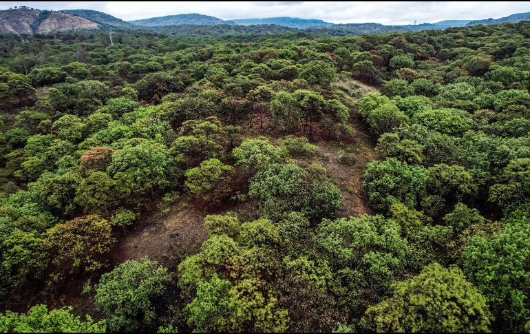Lemus recordó que en Jalisco hay 37 Áreas Naturales Protegidas, entre ellas, el bosque La Primavera. EL INFORMADOR/ARCHIVO