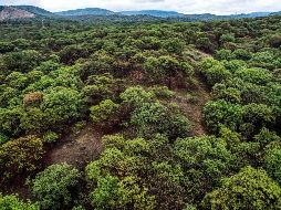 Lemus recordó que en Jalisco hay 37 Áreas Naturales Protegidas, entre ellas, el bosque La Primavera. EL INFORMADOR/ARCHIVO