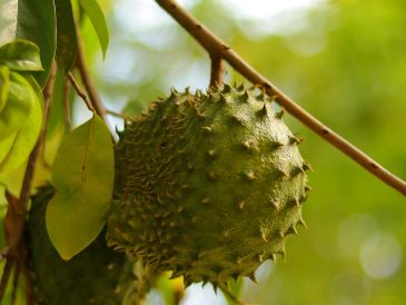 La pulpa cremosa de la fruta destaca por aportar fibra dietética, vitamina C, potasio y magnesio. UNSPLASH / J. JAMEISON