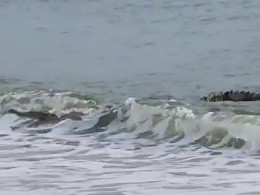 Cocodrilo sorprende a turistas en playa de Puerto Vallarta