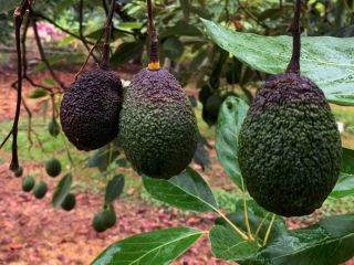 Productores de aguacate de Michoacán suspendieron el corte de la fruta tras el anuncio de EU. SUN/C. Arrieta