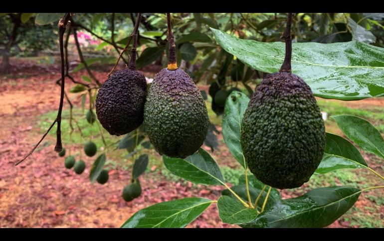 Productores de aguacate de Michoacán suspendieron el corte de la fruta tras el anuncio de EU. SUN/C. Arrieta