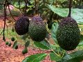 Productores de aguacate de Michoacán suspendieron el corte de la fruta tras el anuncio de EU. SUN/C. Arrieta