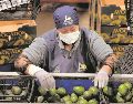 Productores y autoridades confían en que pronto se reactive la exportación del aguacate. AFP