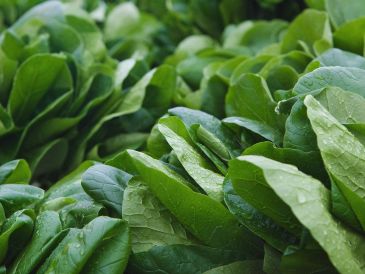 El colágeno es una proteína fibrosa esencial en nuestro cuerpo, la cual puede llegar mediante la ingesta de alimentos como la espinaca. ESPECIAL / CANVA