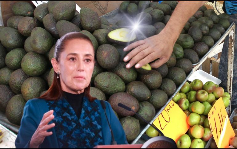 Luego de tres días de paralizado el corte, empaque y comercialización de aguacate de exportación a EU, este lunes se reanudaron las labores en los campos. EL INFORMADOR / ARCHIVO / SUN / M. Guzmán