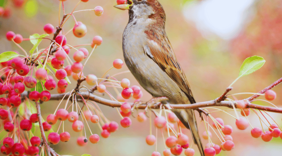 La recuperación integral de la avifauna en México es posible si se transforma la visión tradicional del arbolado urbano. ESPECIAL / CANVA