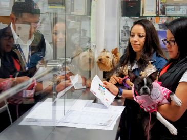El impacto del gusano barrenador del Nuevo Mundo ha alcanzado proporciones preocupantes en los últimos meses. EFE Sader