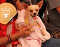 Vacunar a una mascota no solo mejora su calidad de vida, sino que también te permite disfrutar de su compañía por mucho más tiempo. ESPECIAL/ Facebook/ Protección Animal Zapopan